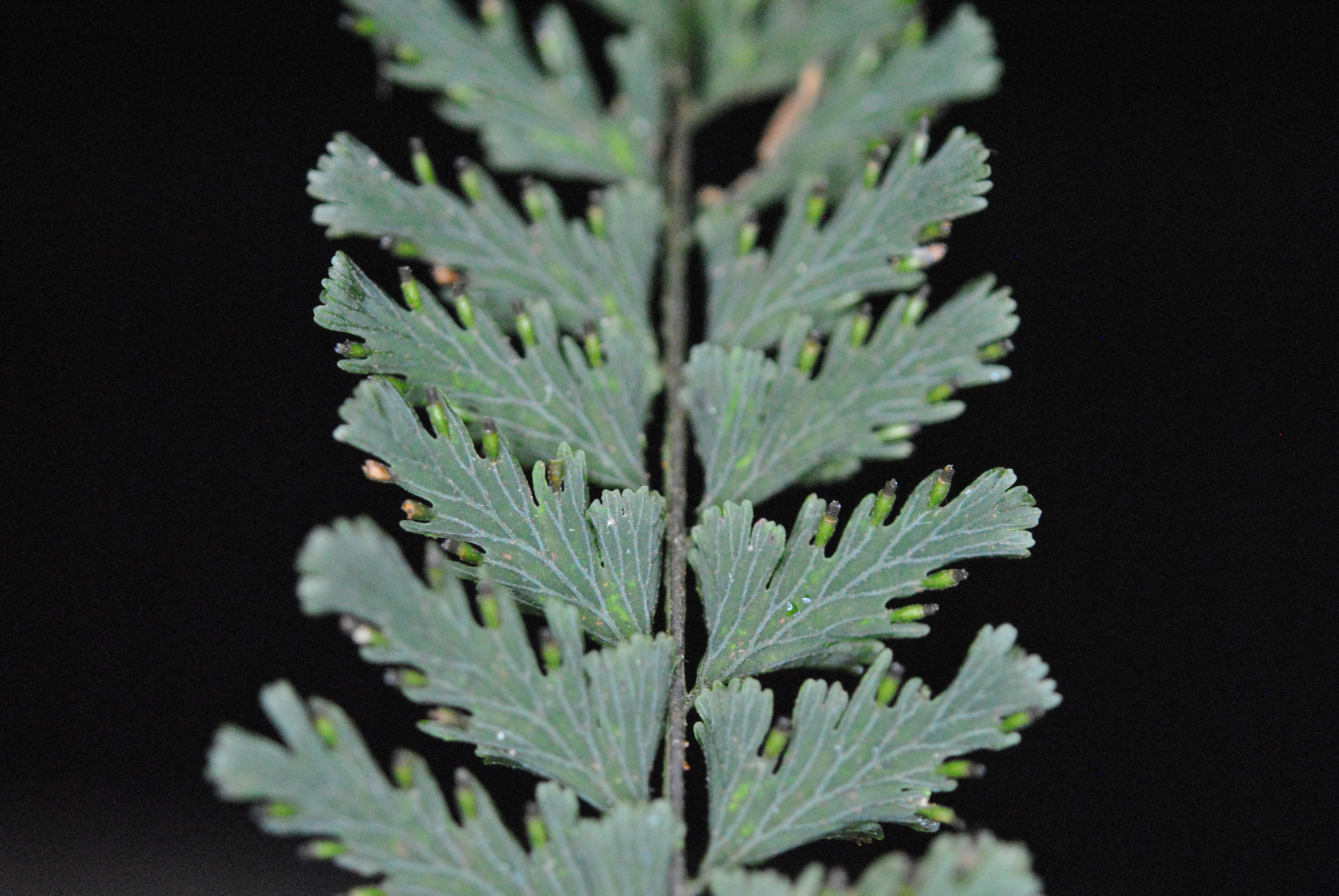 Vandenboschia auriculata