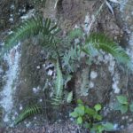 Blechnum occidentale