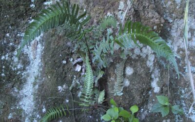 Blechnum occidentale