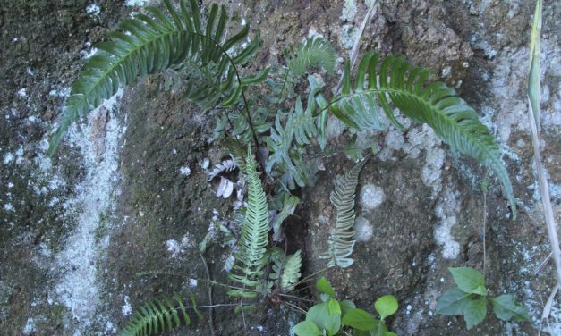 Blechnum occidentale