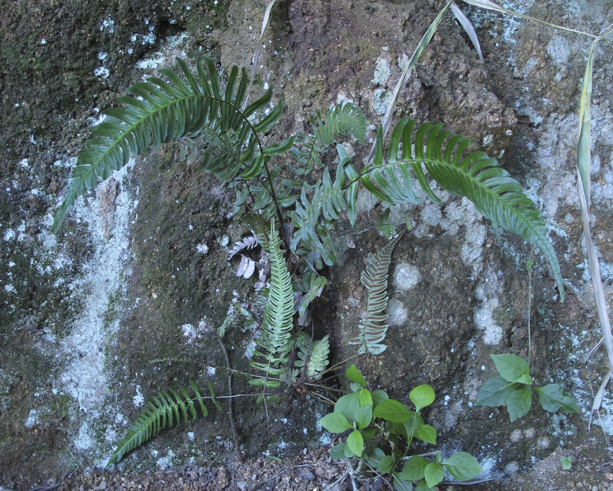 Blechnum occidentale