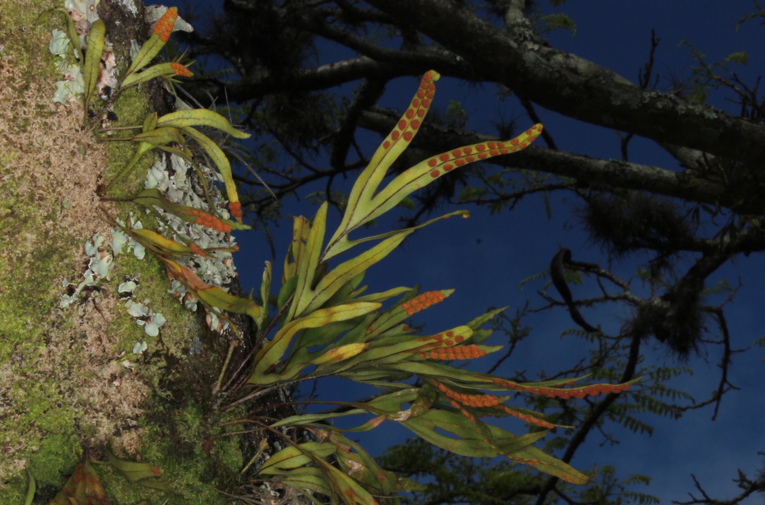 Pleopeltis pleopeltifolia