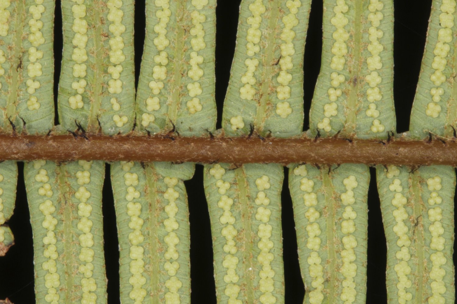 Sticherus nigropaleaceus