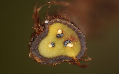 Ctenitis paranaensis