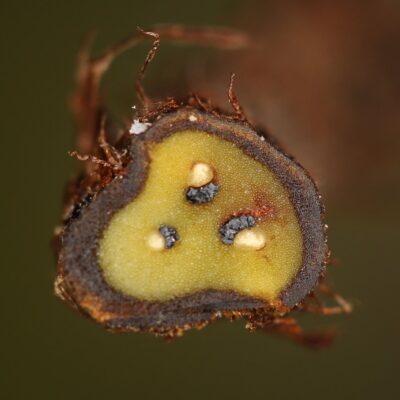 Ctenitis paranaensis