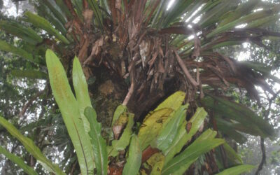 Microsorum punctatum s.l.