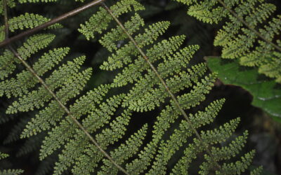 Dryopteris alpina