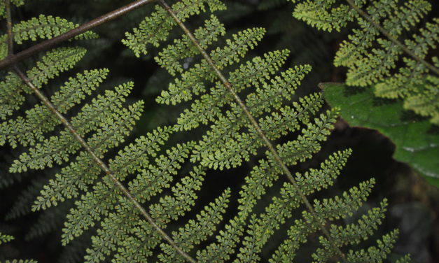 Stenolepia aff. tristis