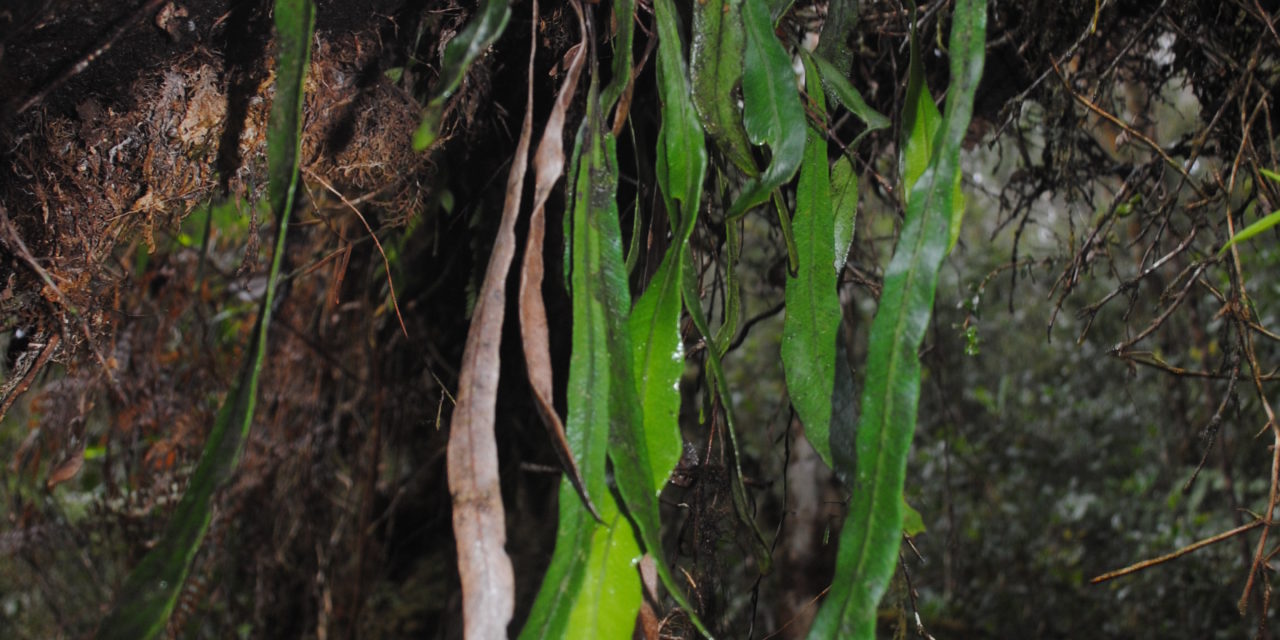 Elaphoglossum cf angulatum