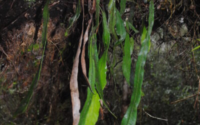 Elaphoglossum cf angulatum