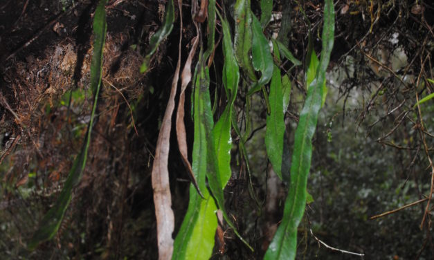 Elaphoglossum cf angulatum