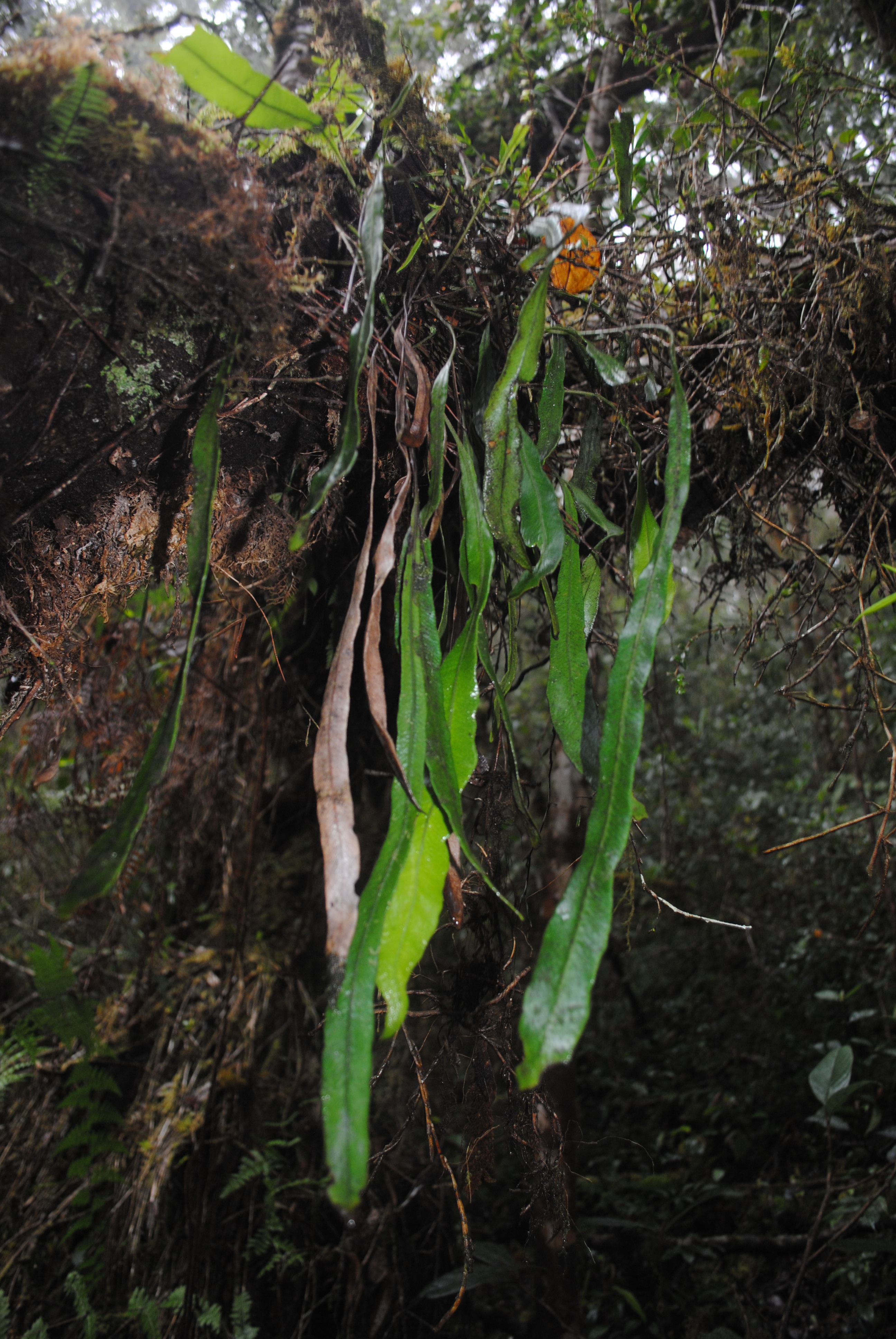 Elaphoglossum cf angulatum