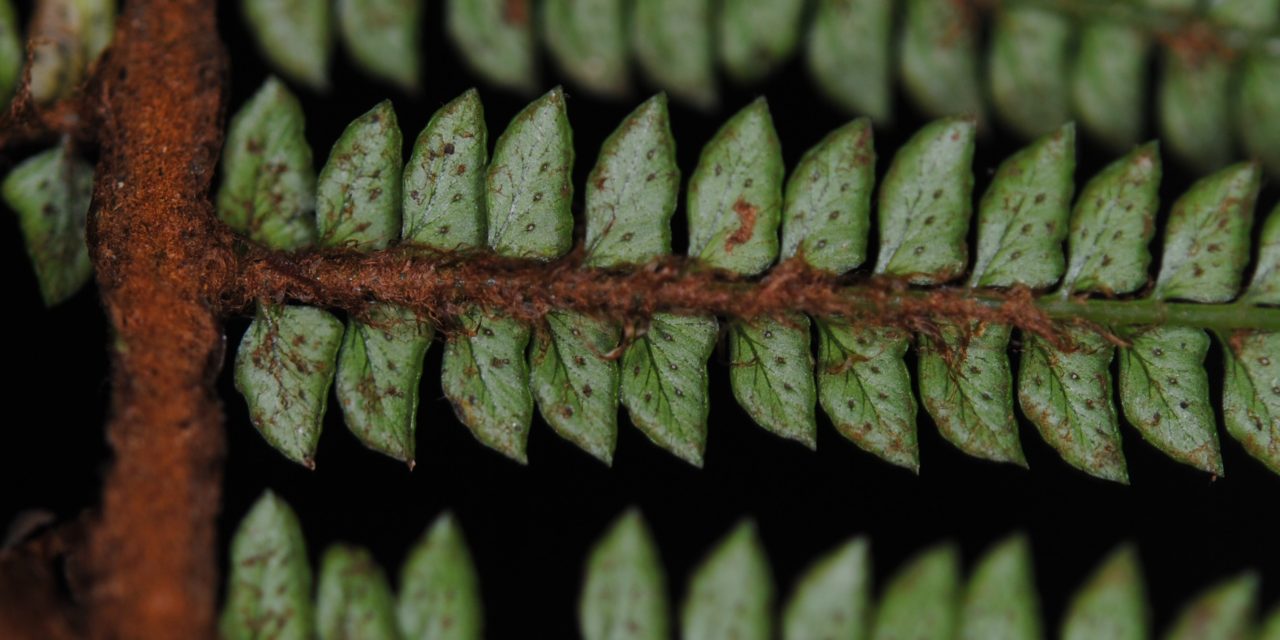 Polystichum takakii