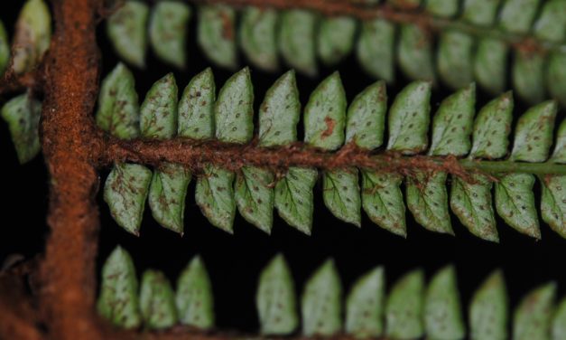 Polystichum takakii