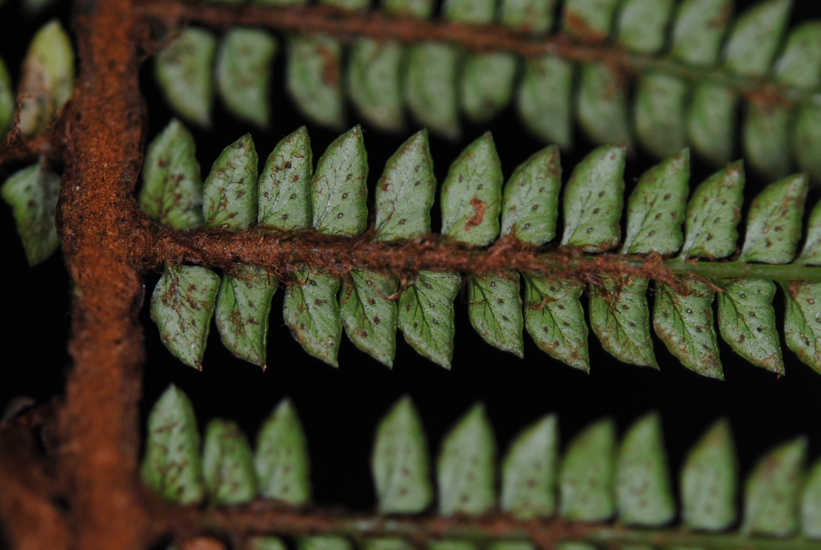 Polystichum takakii