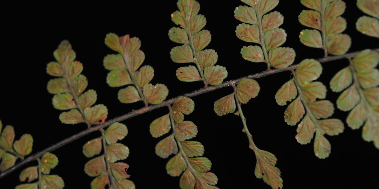 Asplenium sp. aff. cuneatum