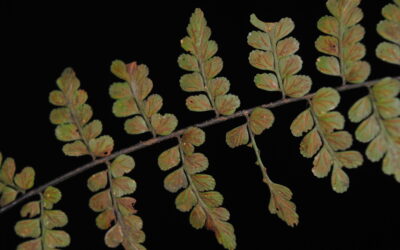 Asplenium sp. aff. cuneatum