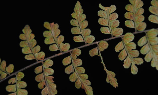 Asplenium sp. aff. cuneatum