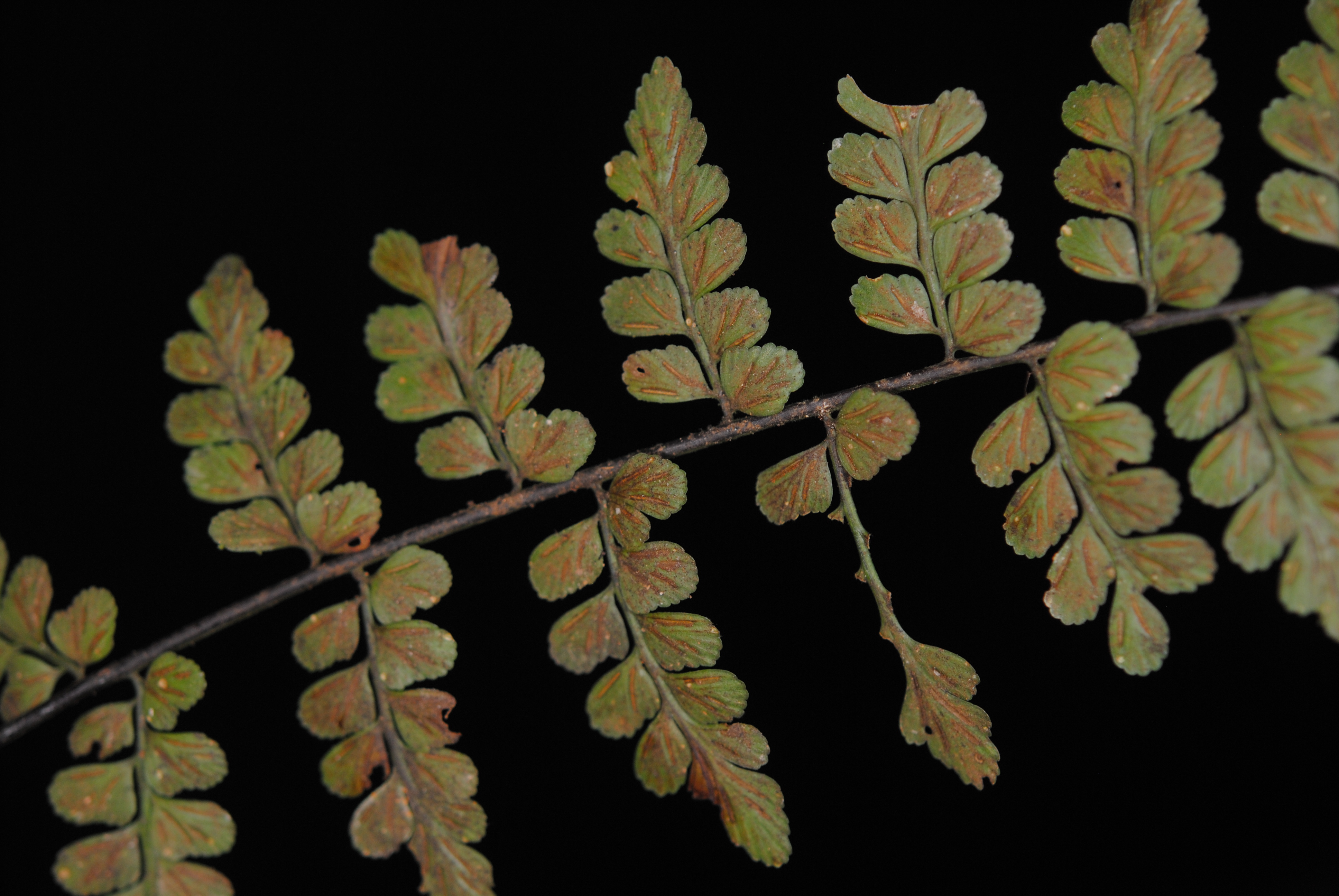 Asplenium sp. aff. cuneatum