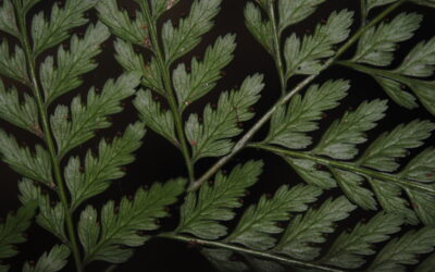 Orthiopteris campylura var. kingii