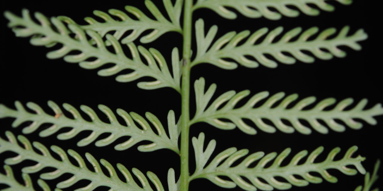 Asplenium thunbergii