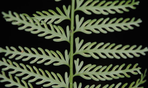 Asplenium thunbergii