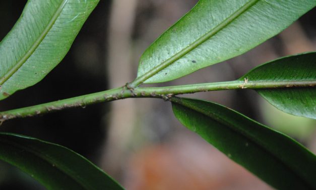 Lomariopsis cf. intermedia