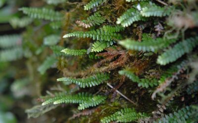 Ascogrammitis anfractuosa