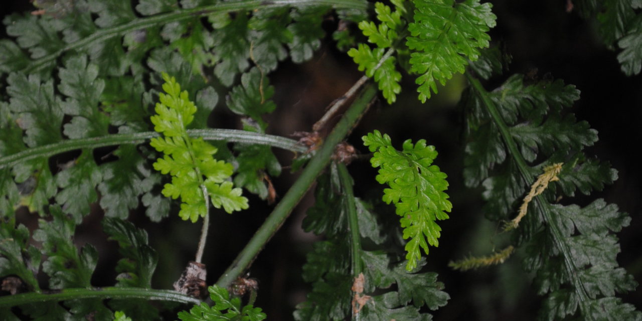 Asplenium blepharophorum