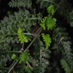 Asplenium blepharophorum