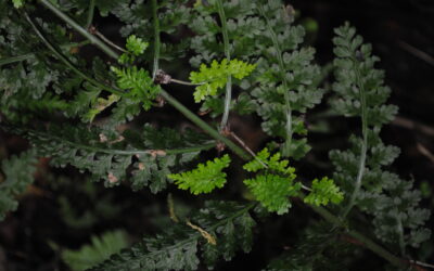 Asplenium blepharophorum