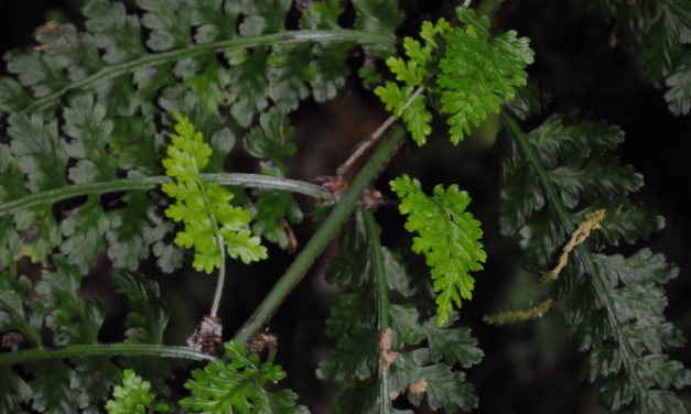 Asplenium blepharophorum