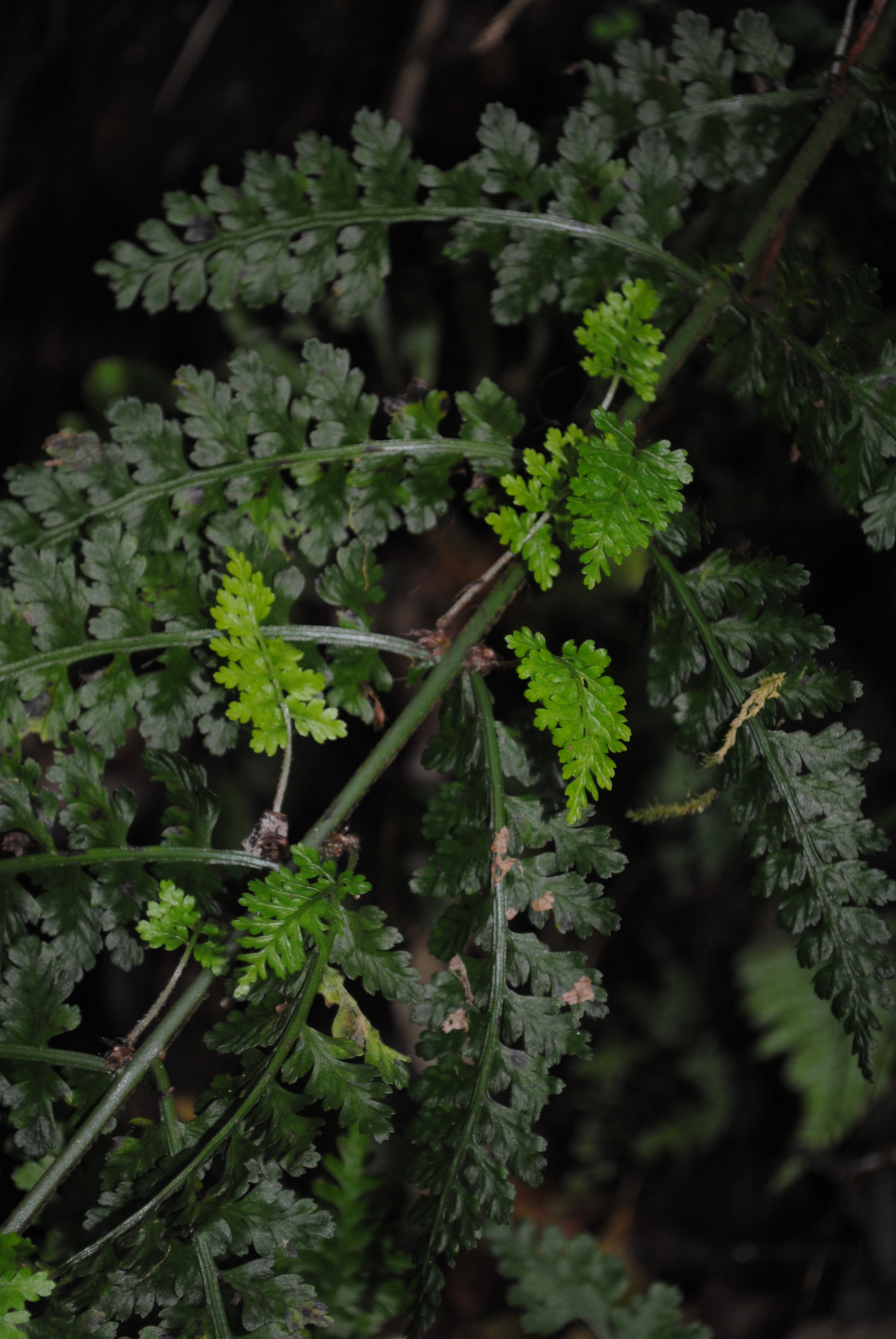 Asplenium blepharophorum