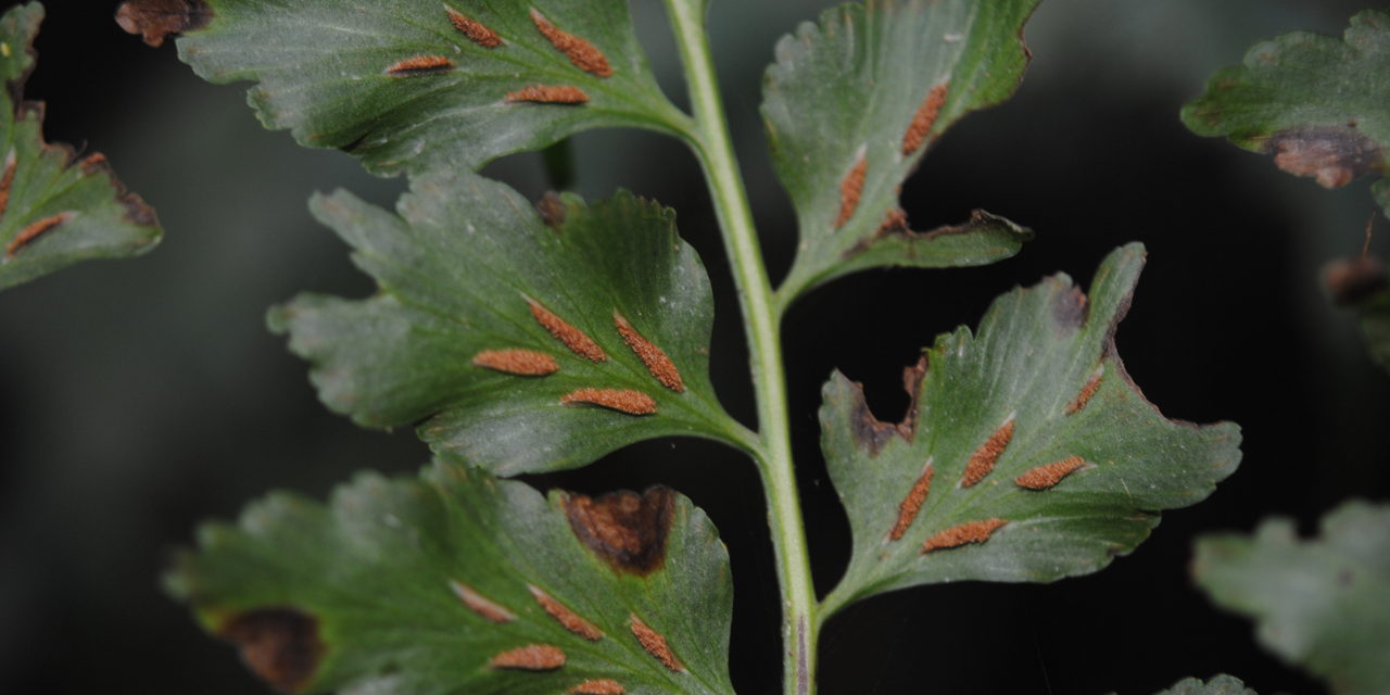 Asplenium squamosum