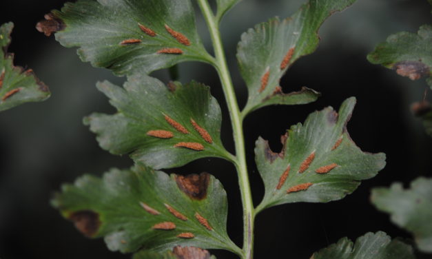 Asplenium squamosum