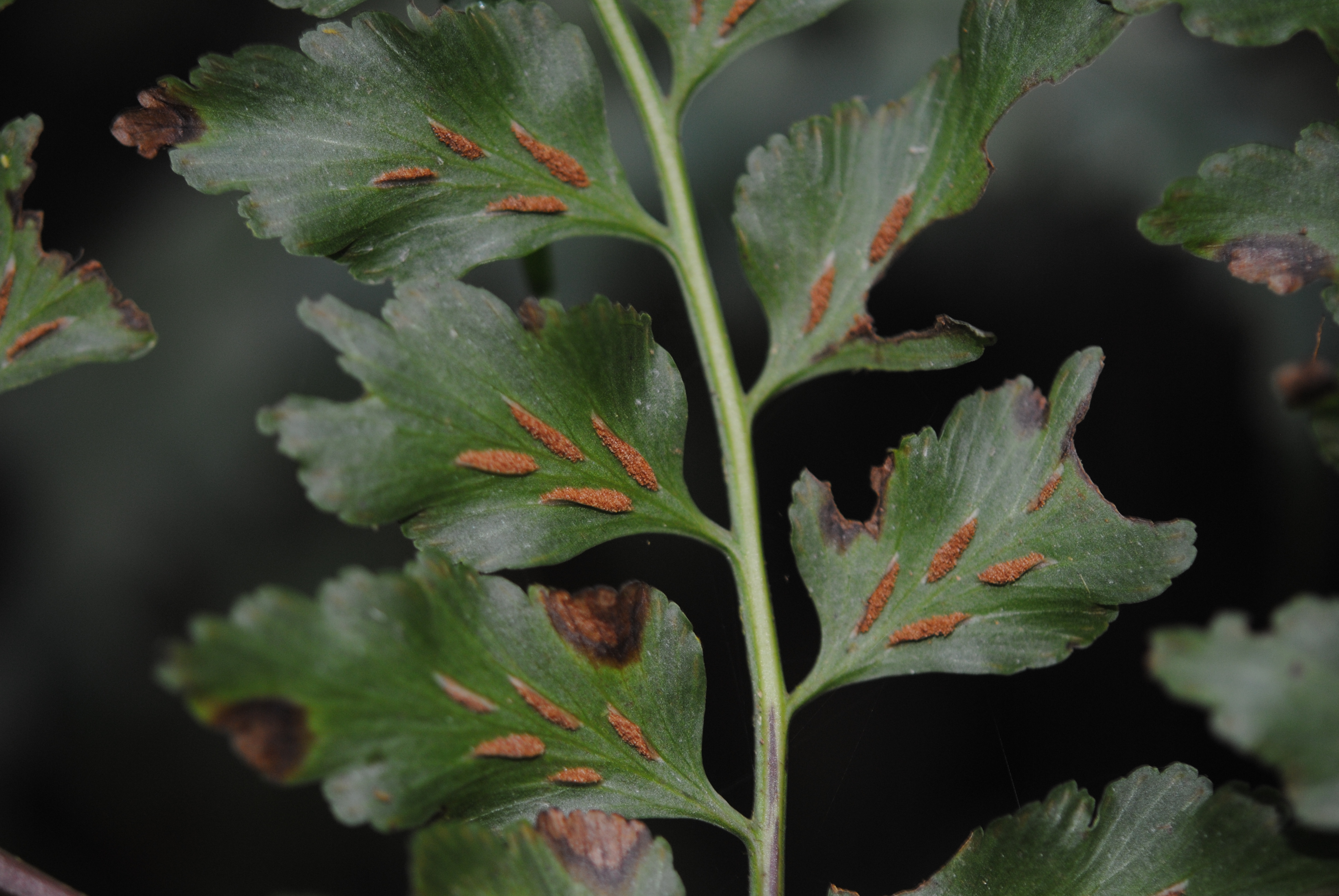 Asplenium squamosum