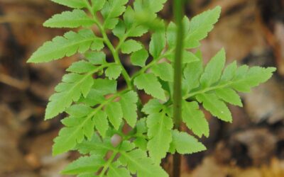 Sceptridium dissectum