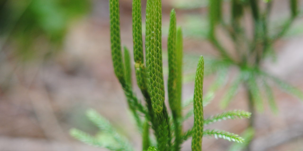 Dendrolycopodium obscurum