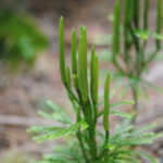 Dendrolycopodium obscurum