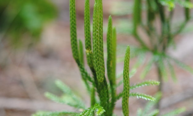 Dendrolycopodium obscurum