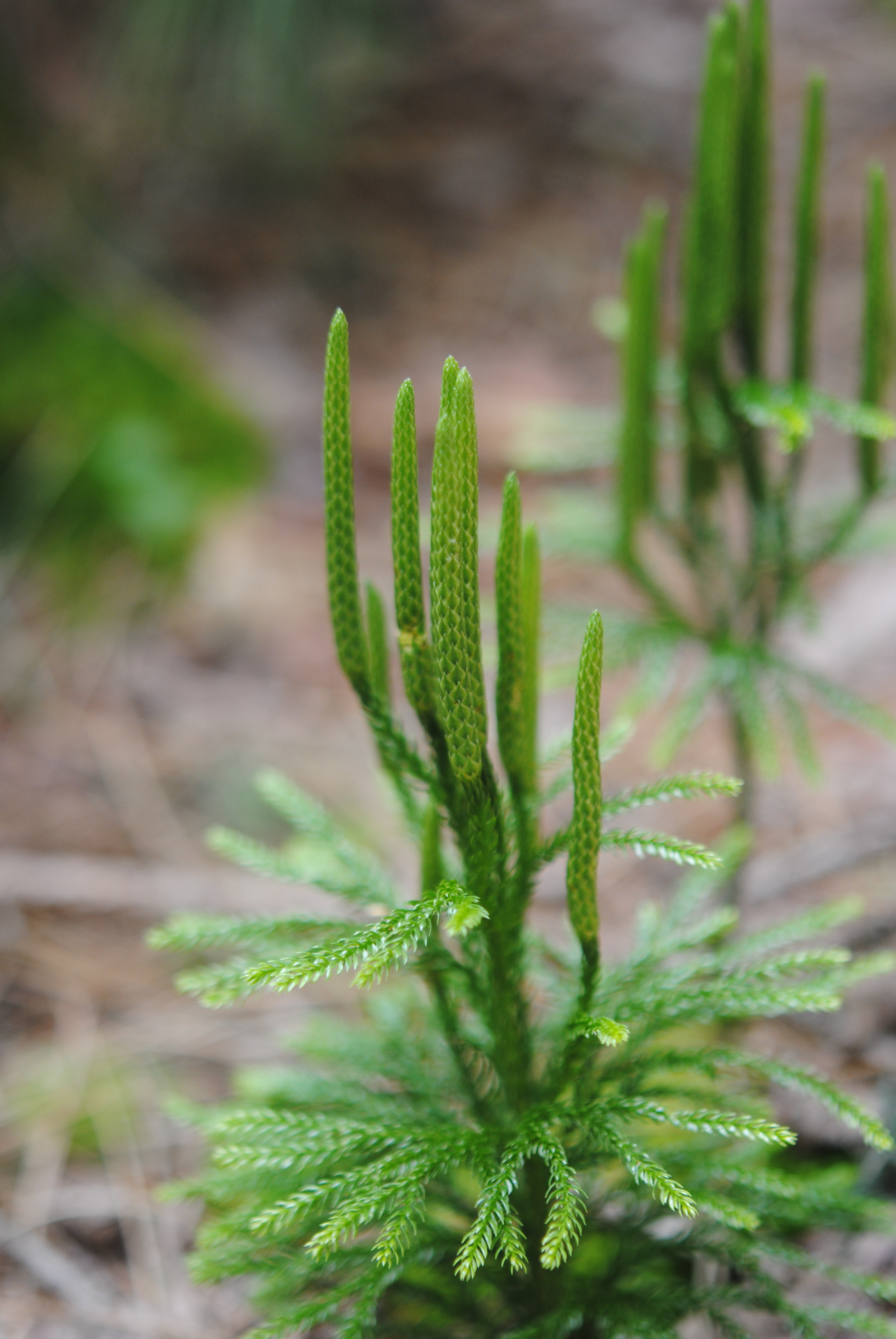 Dendrolycopodium obscurum