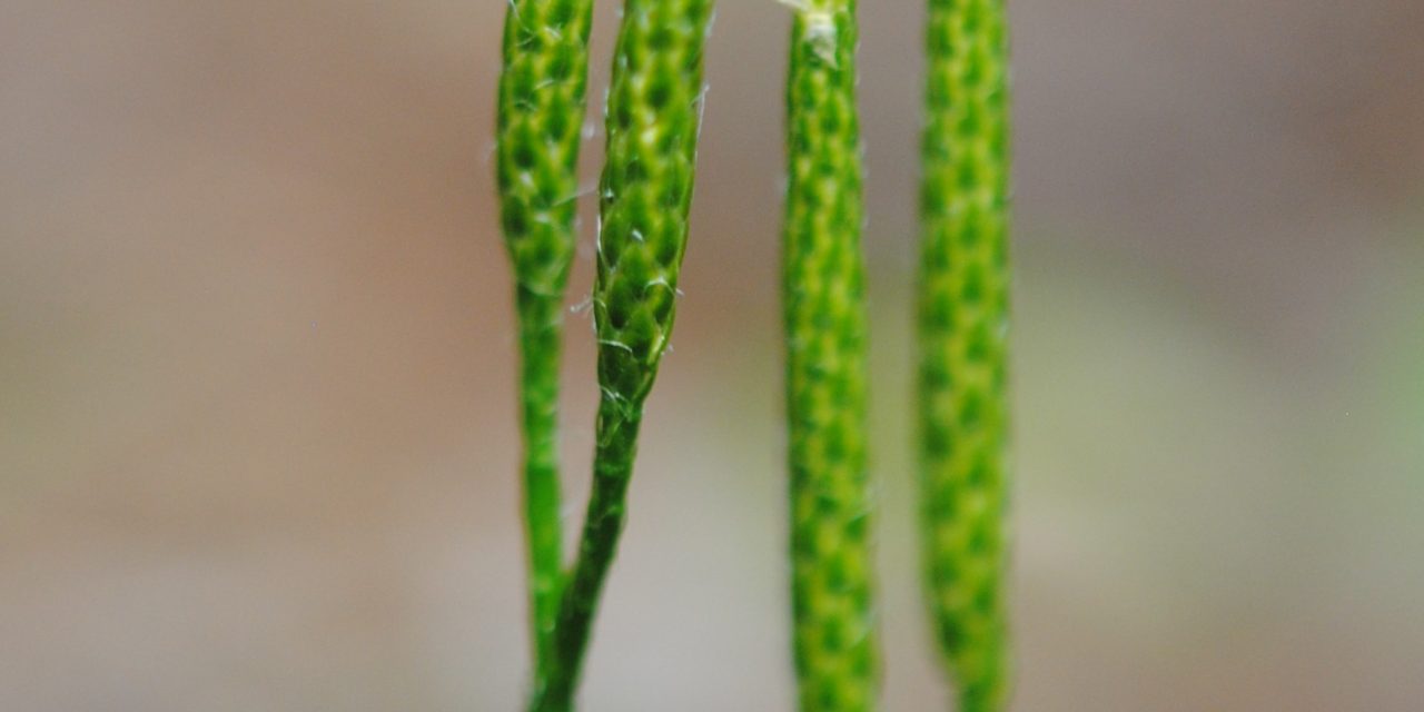 Lycopodium clavatum