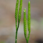 Lycopodium clavatum