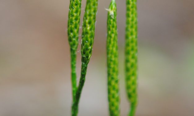 Lycopodium clavatum