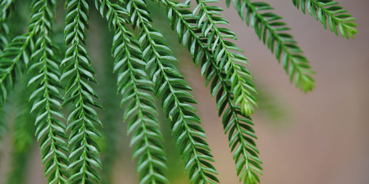 Dendrolycopodium obscurum