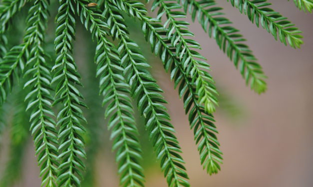 Dendrolycopodium obscurum