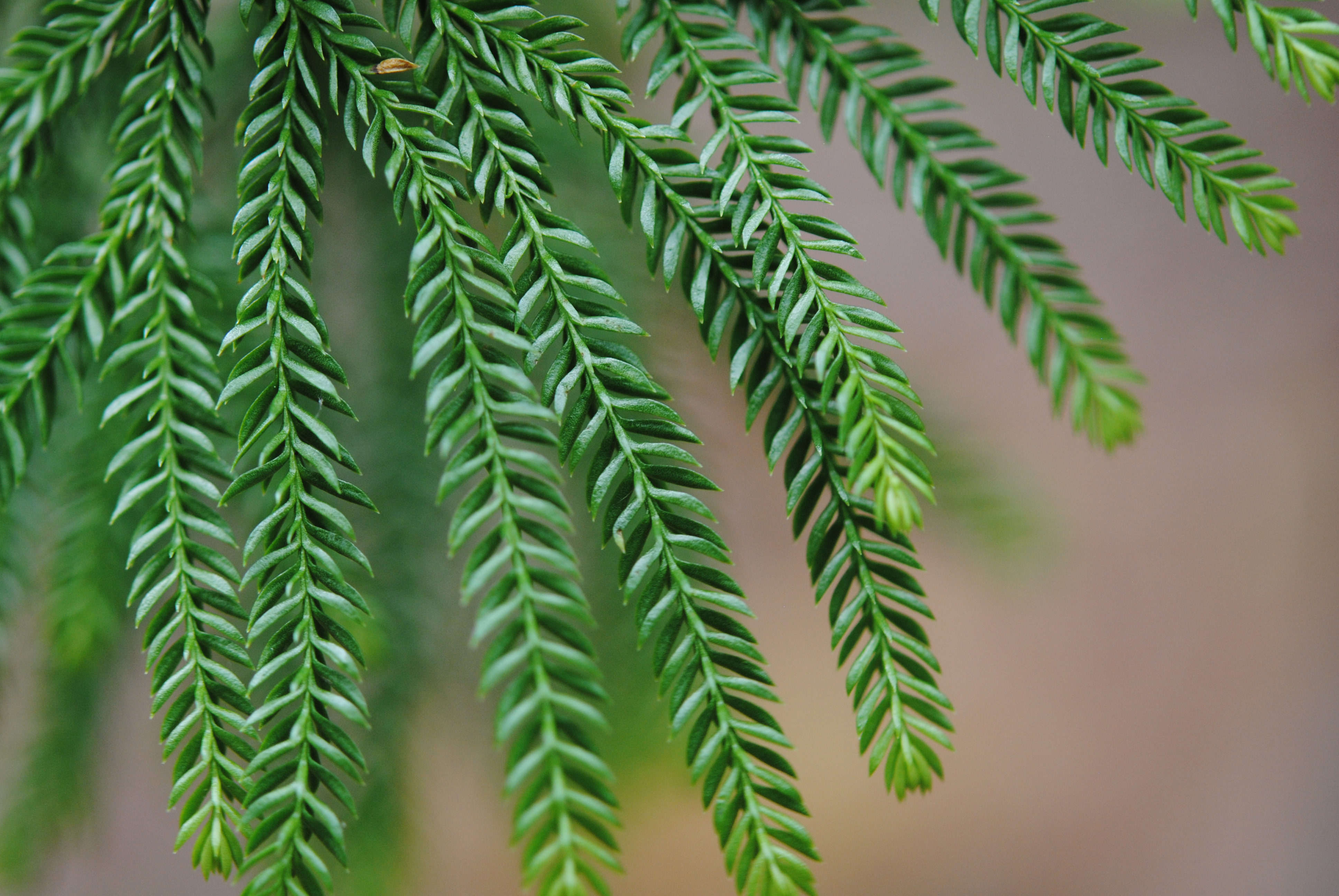 Dendrolycopodium obscurum