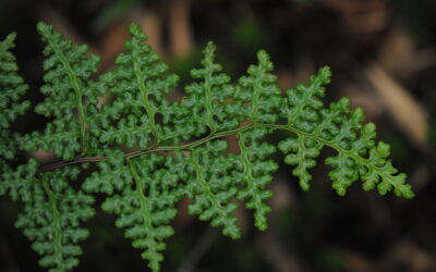 Jamesonia warscewiczii