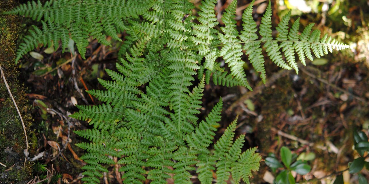 Dryopteris nubigena