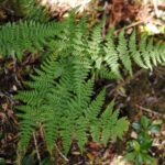 Dryopteris nubigena